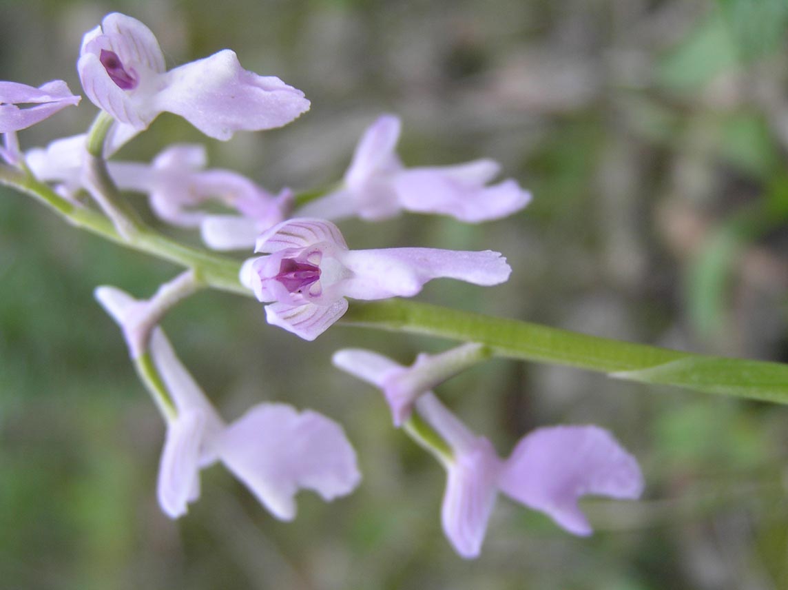 Anacamptis longicornu / Orchide cornuta